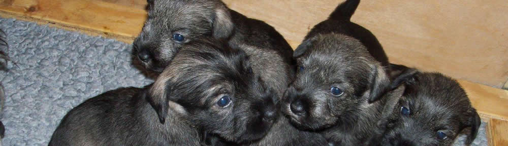 Schnauzerkennel van de Oldert