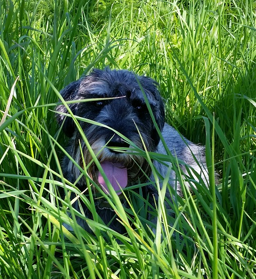 Skye even uitblazen in de schaduw