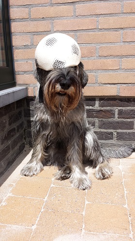 Krijgen jullie ook zo'n ballenhoofd van al dat voetballen