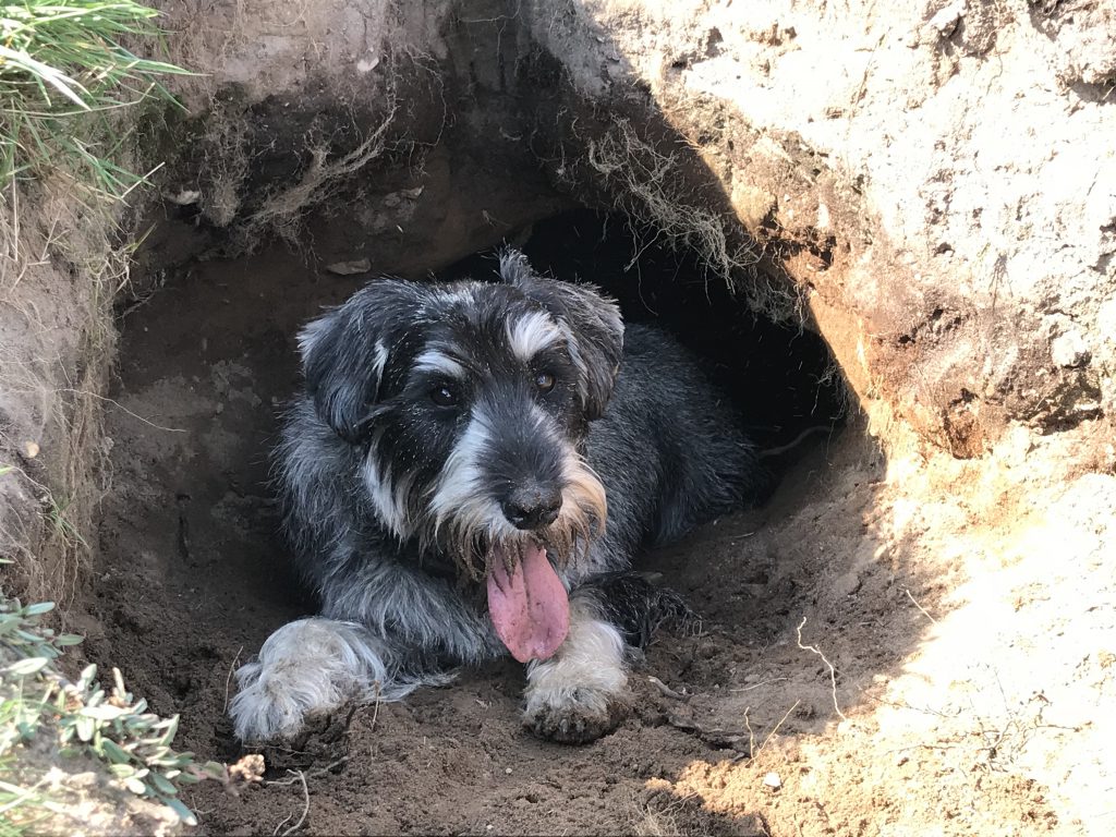 Foto 2: Yska aan de wandel op de Hilversumshei