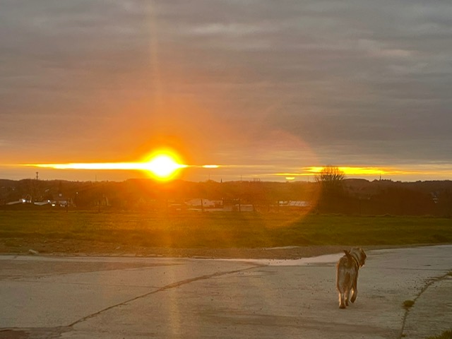 Grover; Heerlijk gewandeld met mijn baasje met zonsopgang